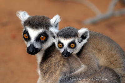 Large Images/La_Ringed_Tailed_Lemur2.jpg